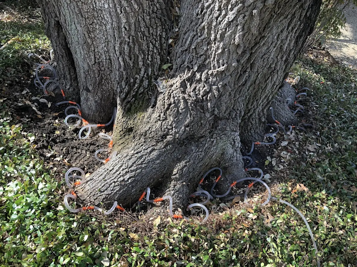 Detailed Tree Cabling and Bracing job site in Okahumpka