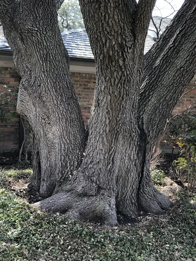 Mature heritage tree close to a Okahumpka property cared for by certified arborists